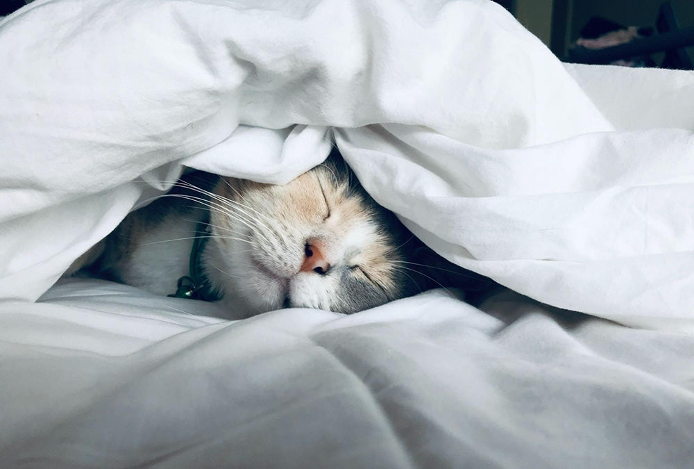 Cosleeping With Pets