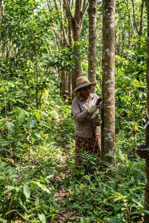 Worker tapping latex from a rubber tree in a plantation